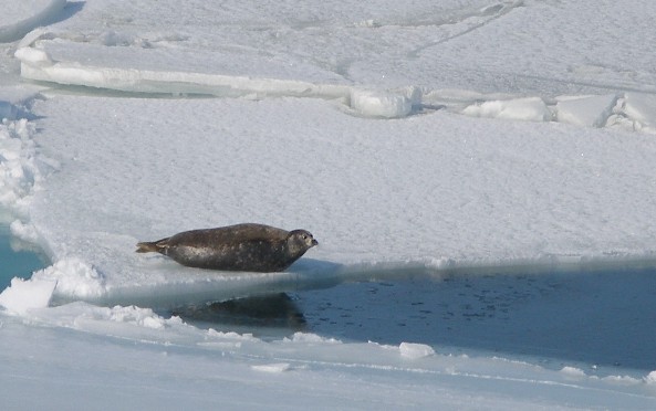 seal_on_ice_flow