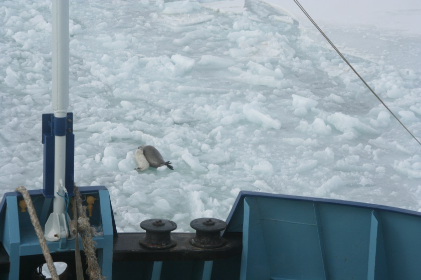 Caspian seal mother and pup in the path of an icebreaker