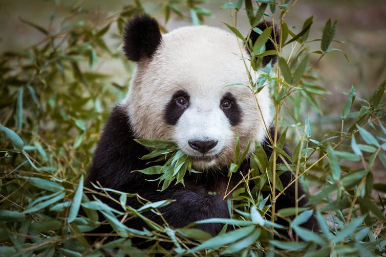 Panda eating bamboo