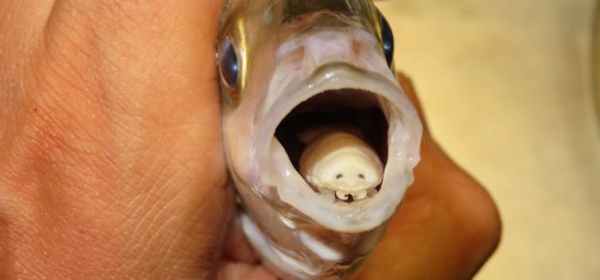 This tongue-eating louse has parasitised its host, a small fish. The parasite makes the fish’s tongue fall off, then replaces the tongue with its own body. ijimino / shutterstock