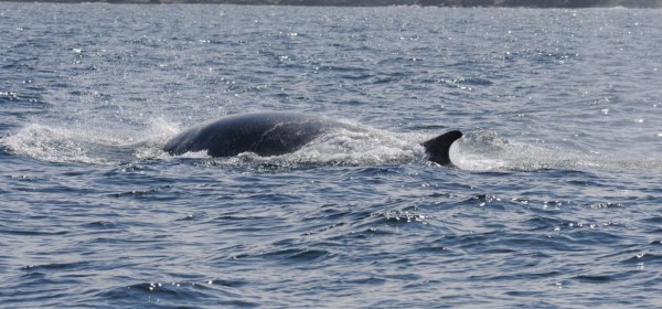 A minke whale surfaces in the Moray Firth, northeast Scotland. Photo (C) Cetacean Research & Rescue Unit.