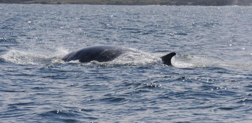 A minke whale surfaces in the Moray Firth, northeast Scotland. Photo (C) Cetacean Research & Rescue Unit.