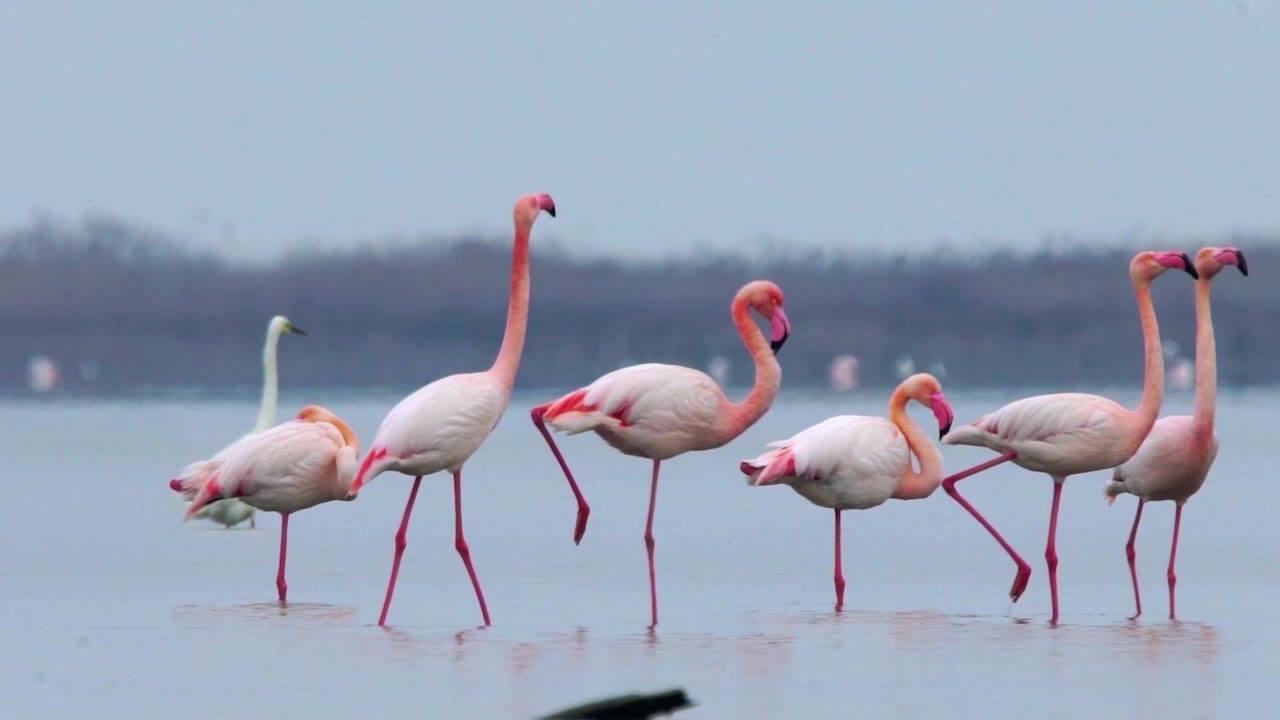 Flamingos in coastal lagoon, Azerbaijan. Photo (c) National Parks of Azerbaijan, Ministry of Ecology and Natural Resources, Azerbaijan.
