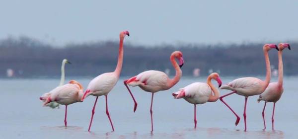 Flamingos in coastal lagoon, Azerbaijan. Photo (c) National Parks of Azerbaijan, Ministry of Ecology and Natural Resources, Azerbaijan.